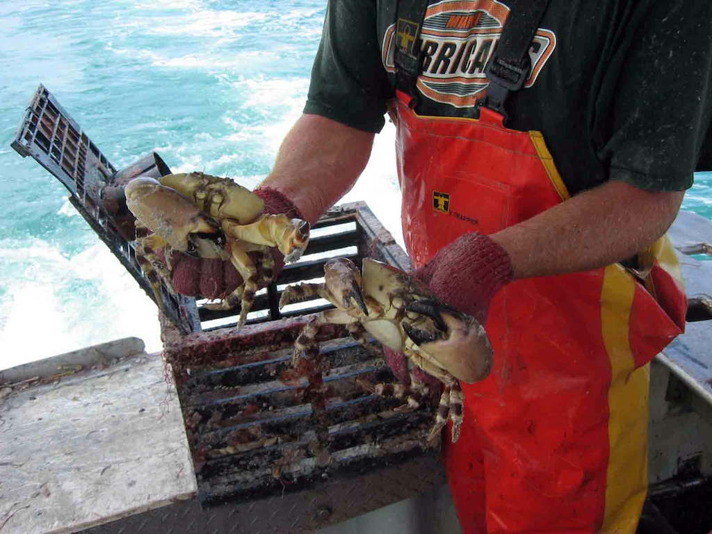 florida stone crab seafood festival st marks florida